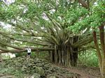 Pipiai Trail - Banyan Tree

